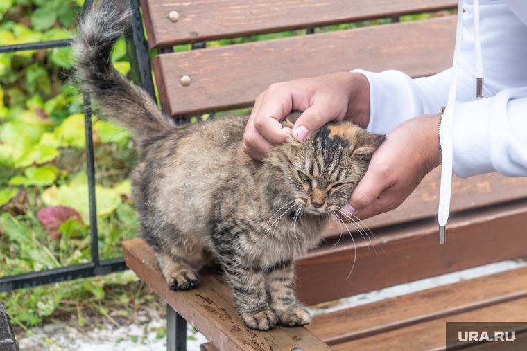 Кунгур, Ледяная пещера. Пермь, кошка, кот, кота гладят