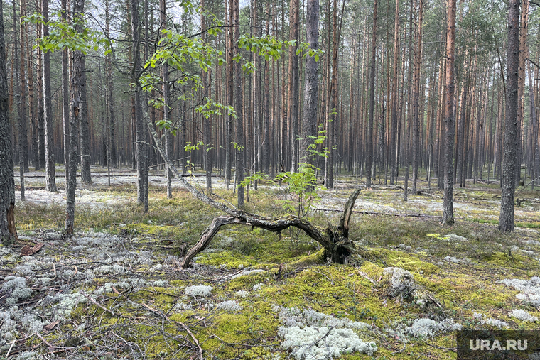 Виды Пермского края, осенний лес, белый мох