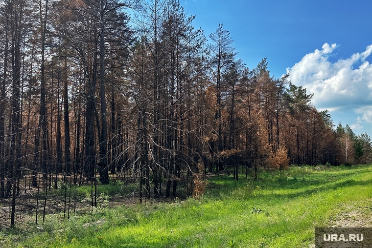Приезд министра МЧС Куренкова Александра в село Юлдус. Курган
, лес, юлдус, последствия пожара