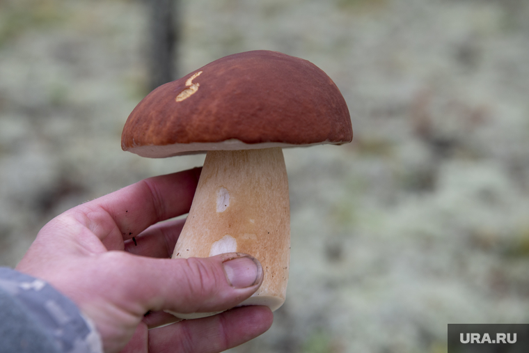 Грибная пора. Чердыньский район, лес, осенний лес, природа, грибы в лесу, грибники, осень в лесу, белый гриб