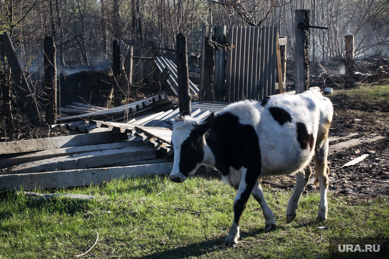 Бачелино, пожары. Тюмень, корова, последствия пожара, пожар в деревне, бачелино