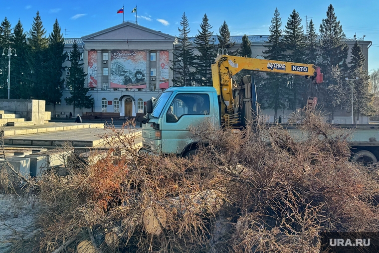 Спиленная ель у здания городской администрации. Курган , площадь ленина, ель, спиленная ель