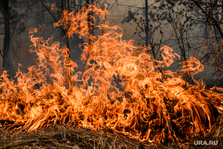Лесные пожары, клипарт. Екатеринбург, лесной пожар, пожар в лесу, открытый огонь, пал травы