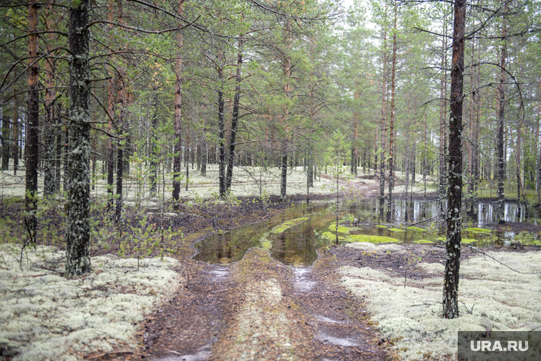 Грибная пора. Чердыньский район, лес, лесная дорога, осенний лес, природа, грибы в лесу, осень в лесу, таежный тупик