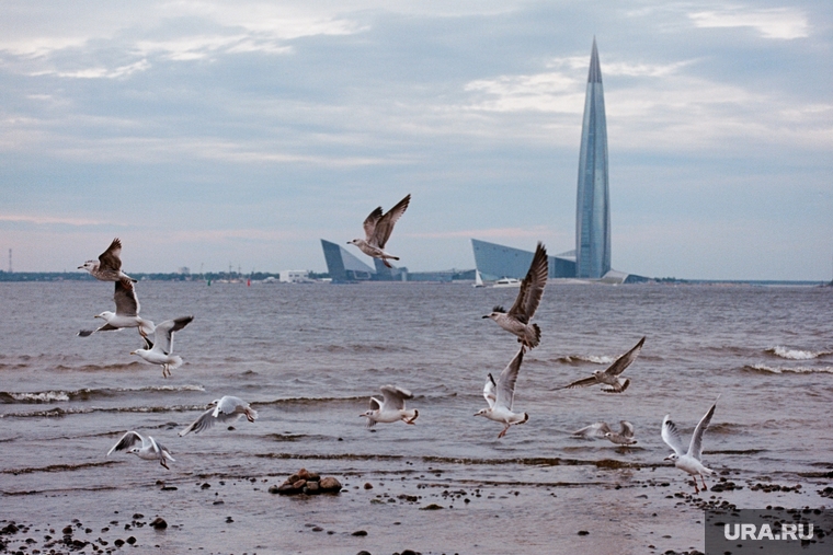 Финский залив. Санкт-Петербург, море, санкт-петербург, чайки, васильевский остров, Финский залив, лахта центр