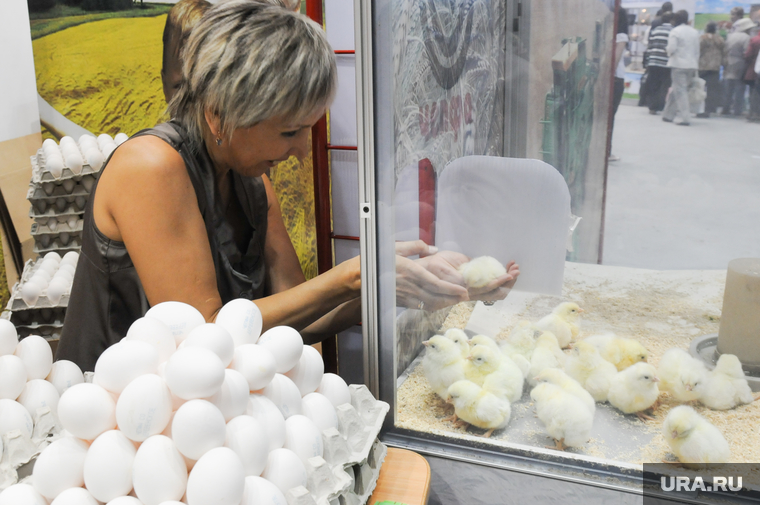 Продукты. Санкции. Сельское хозяйство. Челябинск., куры, яйца, цыплята