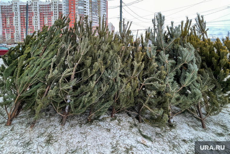 Елочный базар. Челябинск, сосна, елочный базар