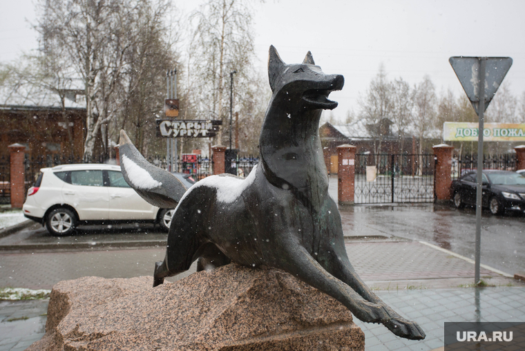 Снегопад в мае. Сургут, старый сургут, черный лис, символ сургута