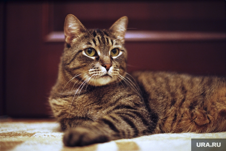 Хобби. Увлечения., кошка, кот, дворовый кот, киса, кошачья вечеринка
