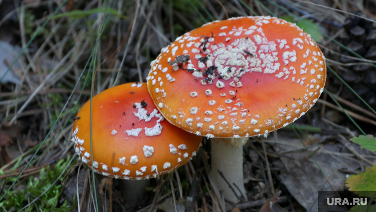 Осенняя природа, разное
Курган, мухомор, ядовитые грибы
