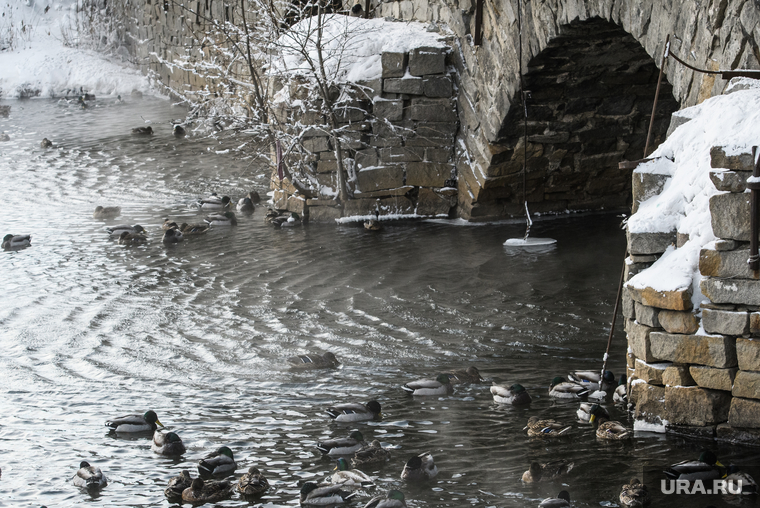 Виды Екатеринбурга, зима, река исеть, каменный мост на малышева, городские птицы, утки