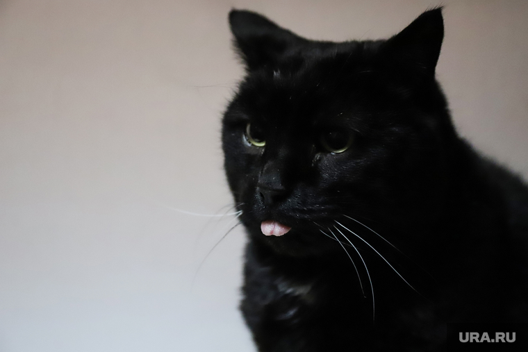 Приют животных. Екатеринбург, кошка, кот, питомец, приют животных
