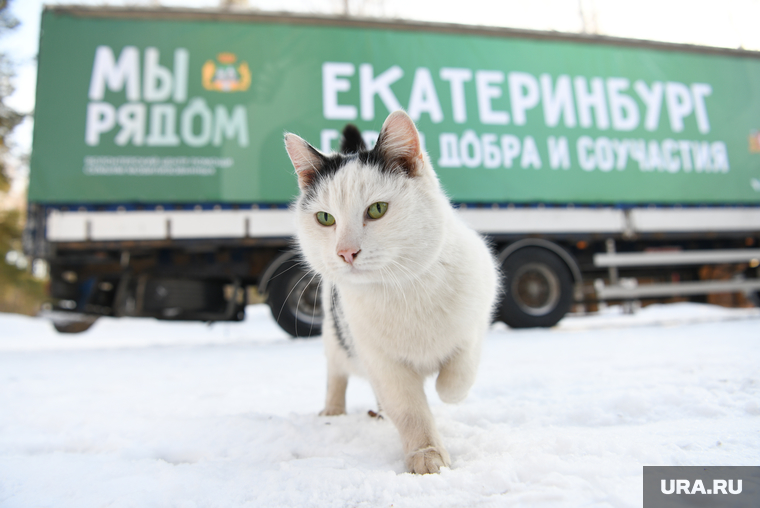 Отправка гуманитарного груза. Екатеринбург, гуманитарная помощь, кот, бродячие животные, волонтерский центр мы рядом, екатеринбург город добра и соучастия
