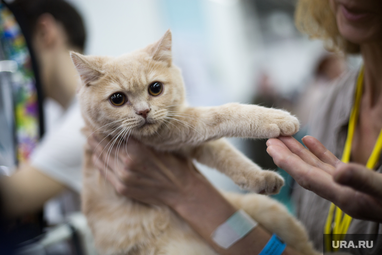 Выставка кошек. Пермь, выставка кошек