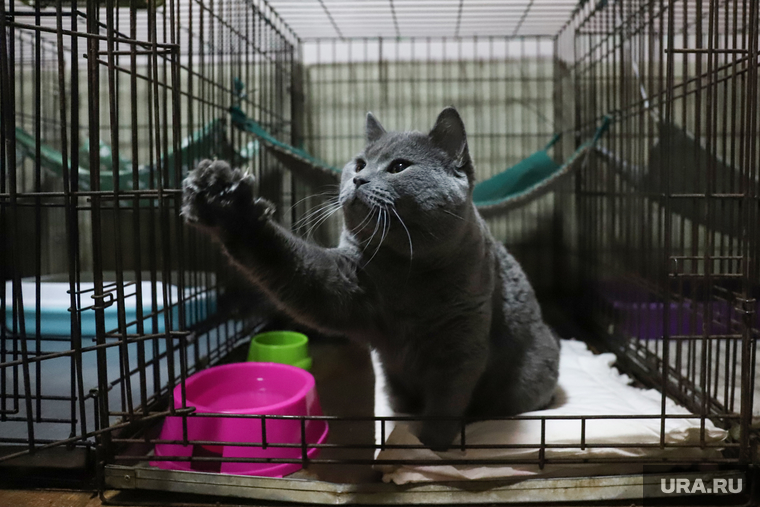 Приют животных. Екатеринбург, кошка, кот, питомец, приют животных