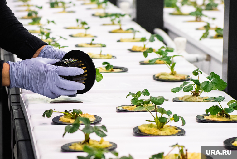 Вертикальная городская ферма AgroTechFarm. Екатеринбург, ферма, клубника, земляника, агропоника, agrotechfarm