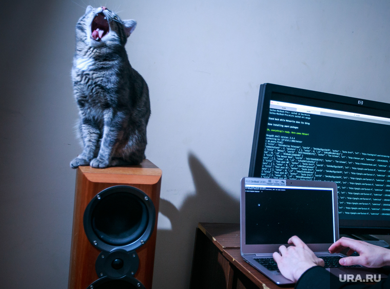 Хакер, IT (иллюстрации), кошка, музыка, кот, пение, питомец, певец, програмист, домашнее животное, музыкальные колонки, компьютер, хакер, компьютерные сети