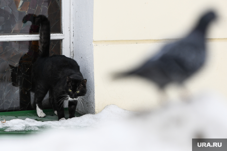 Виды Екатеринбурга, кошка, кот, котик, уличный кот, уличное животное, весна в городе