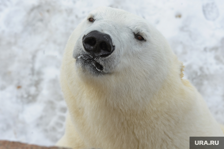 «Предсказание» погоды на лето белыми медведями в Челябинском зоопарке. Челябинск, зоопарк, белый медведь