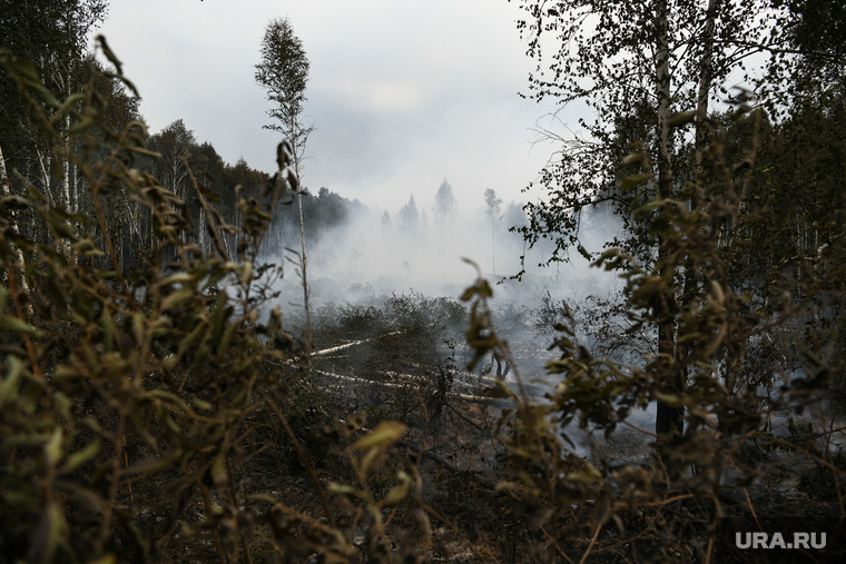 Последствия пожара в селе Шайдуриха. Свердловская область, лесной пожар