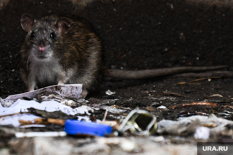 Крысы на помойке. Екатеринбург, мусорка, вредители, помойка, крыса, грызуны