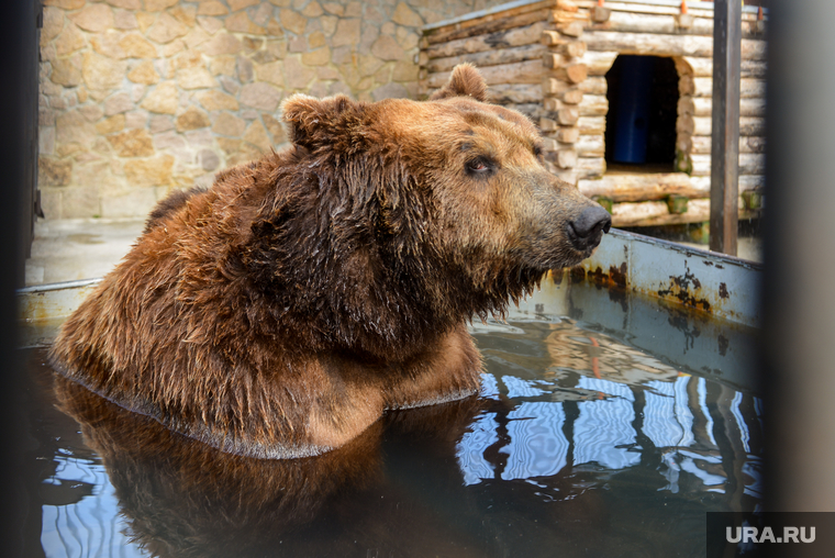 Челябинский зоопарк. Челябинск, малыш, жара, бассейн, лето, зной, бурый медведь