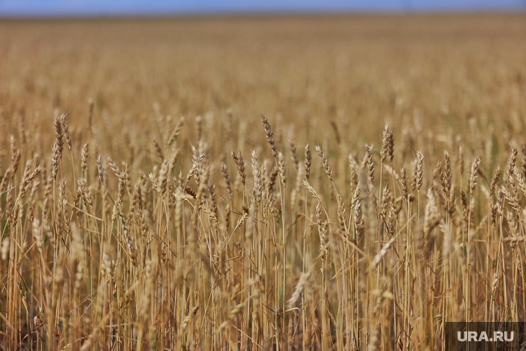 День Уральского поля. Курган, поле, пшеница, урожай, зерно, колосья, злак, день поля