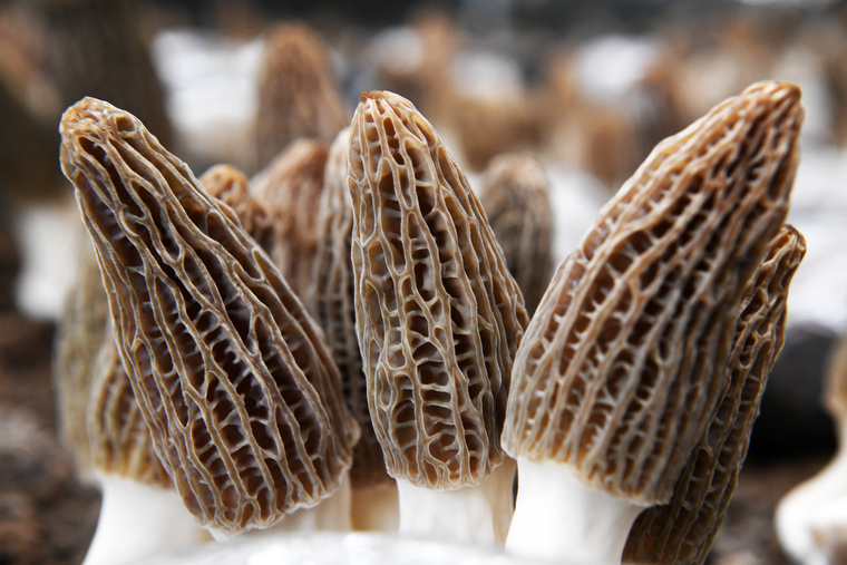 Сморчки — это грибы с морщинистой шляпкой, которые растут в лесах, а также на садовых участках и в парках весной и в начале лета