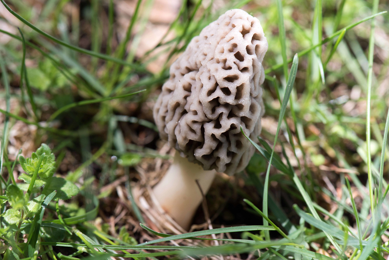 Род грибов распространен практически по всей территории Европы, Америки и Австралии