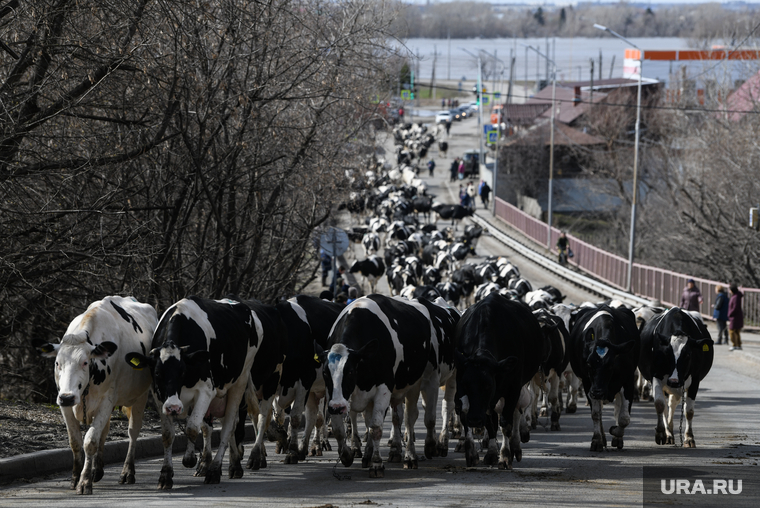 Перегон коров с молочной фермы ЗАО Глинки на возвышенность в связи с паводком, мкр Глинки. Курган, эвакуация, коровы, стадо, животные, домашние животные, крупный рогатый скот