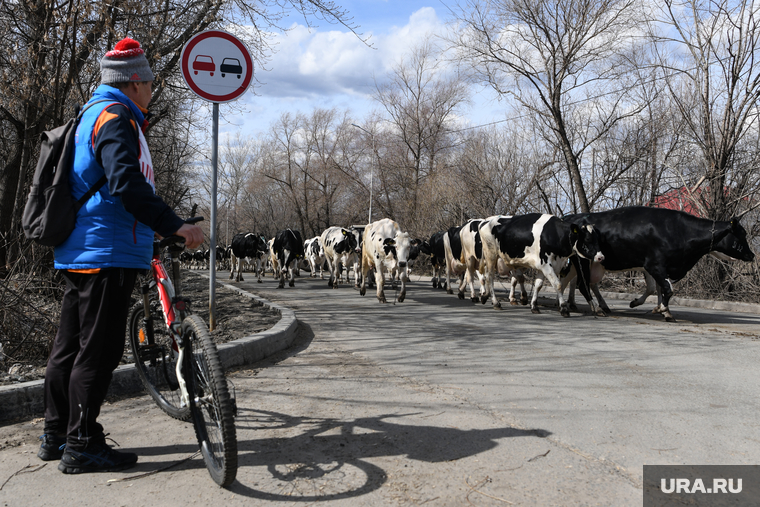 В Глинках коров с молочной фермы перегнали на возвышенность из-за паводка