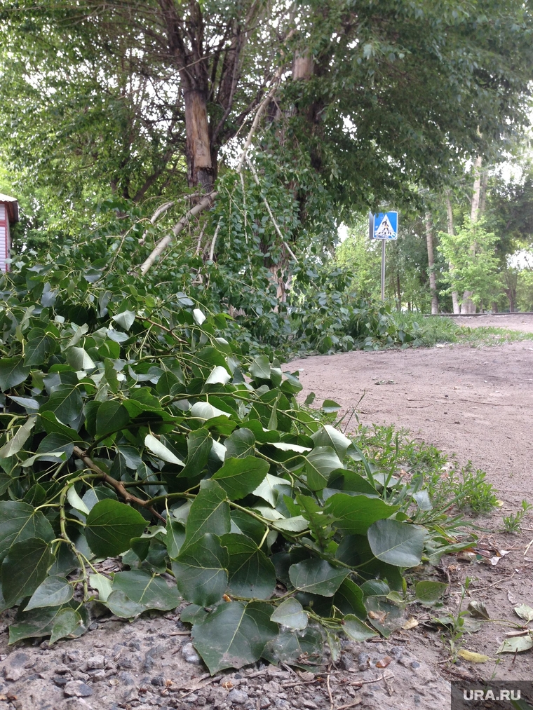 Тюмень. Поваленные деревья. Сильный ветер. 17.06, ураган поваленные деревья