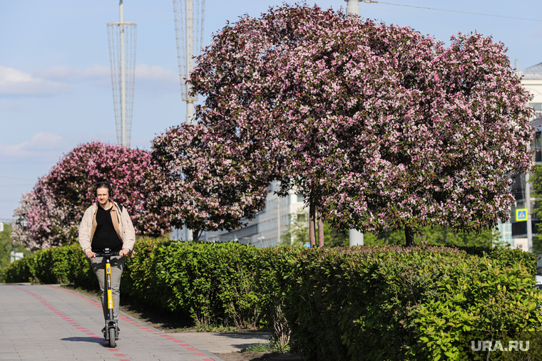 Цветущие деревья. Весна. Екатеринбург, весна, самокат, яблони, цветущие деревья
