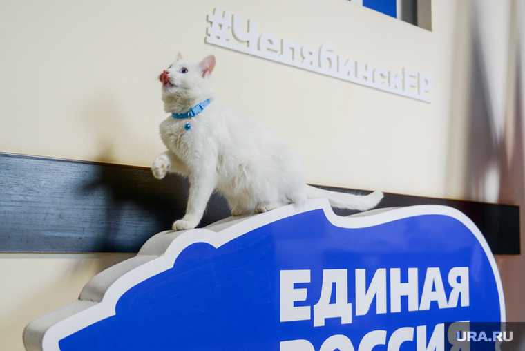 Илья Коломейский заявился на предварительное голосование (праймериз) «Единой России». Челябинск, единая россия, кот рося