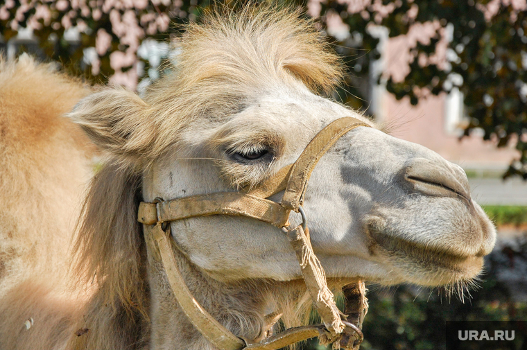 Оман намерен экспортировать в Россию верблюжье молоко