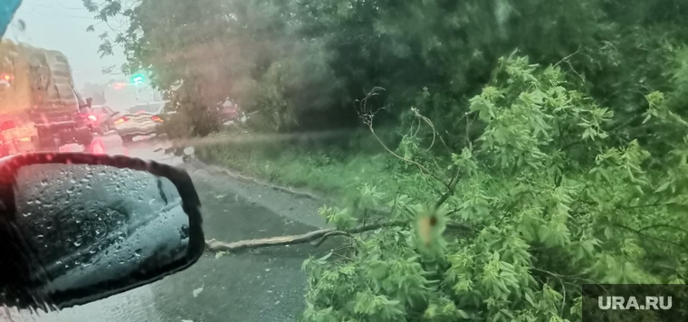 Ветка дерева упала на дорогу