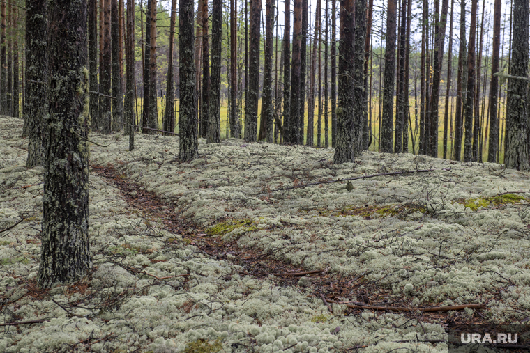 Грибная пора. Чердыньский район, лес, осенний лес, природа, грибы в лесу, осень в лесу
