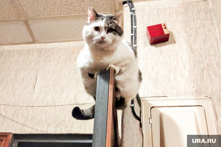 Кот. Челябинск, кошка, кот, котик, питомец, домашнее животное