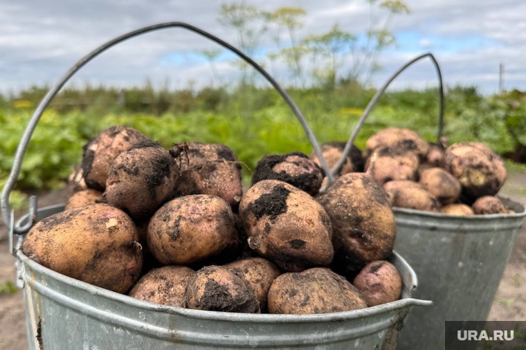 Село усть уйское , картофель, село усть уйское, усть уйск