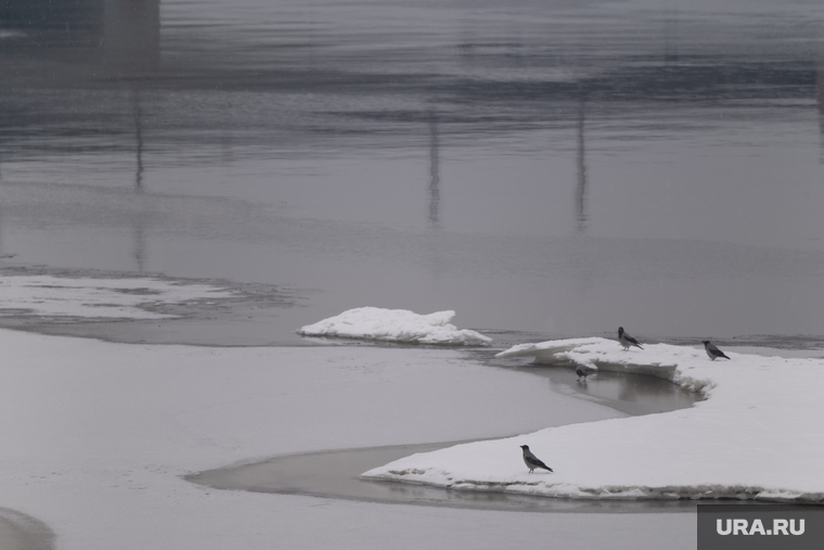 Обзорная по городу. Пермь
, зима, птицы, оттепель, водоем, река кама, весна, таяние льда, птицы у реки