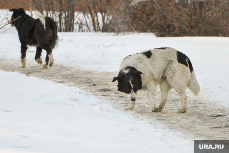 Бродячие собаки. Челябинск, собаки, бродячие собаки, дворняги, бродячие животные, бездомные собаки
