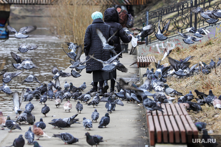 Городские зарисовки. Екатеринбург, птицы, голуби