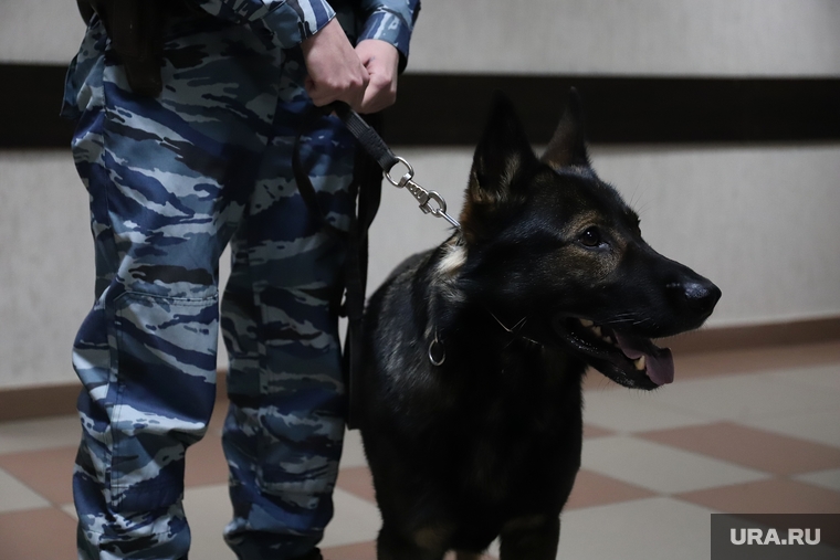Избрание меры пресечения Аркадию Пискову. Екатеринбург , собака, патруль, минирование, полиция, суд, конвой