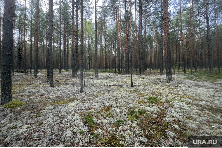 Виды Пермского края, осенний лес, белый мох