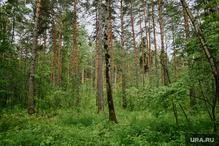 Строительство парка в Комарова. Тюмень, деревья, лес, зелень
