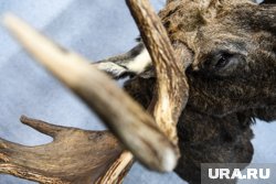 Животное в городе заметили еще ранним утром