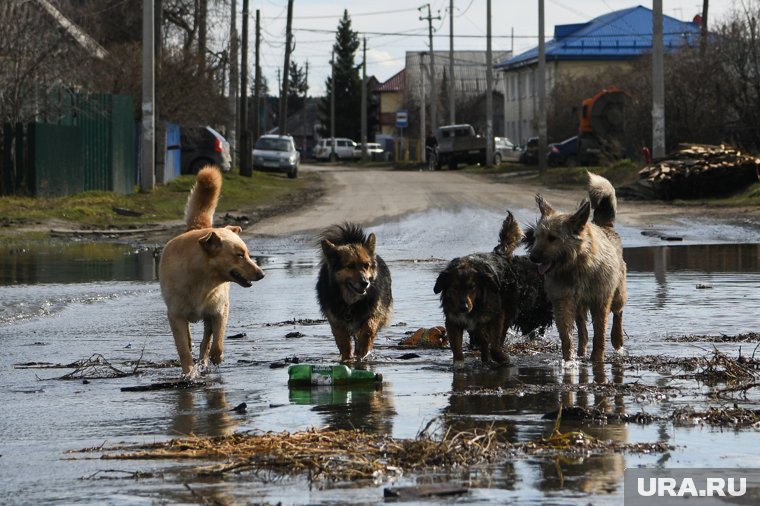 Мальчику удалось убежать от собак