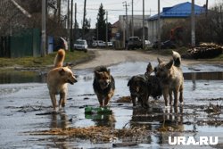 Мальчику удалось убежать от собак