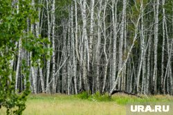 Общий объем незаконной лесозаготовки составил более 178 кубометров