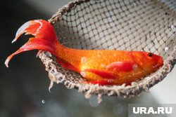 Рыбокомбинат из Нижневартовска заключил контракт с компанией из Саудовской Аравии